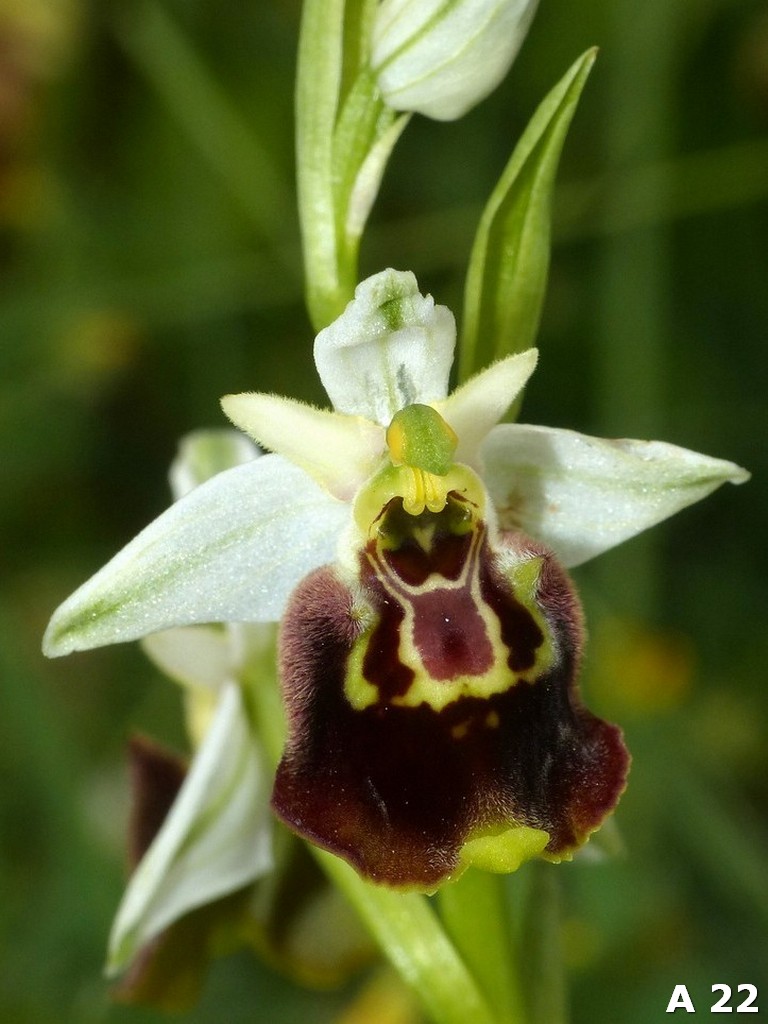 Ophrys dinarica (=Ophrys personata)  in Abruzzo